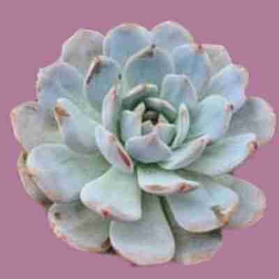 Echeveria Laulindsayana