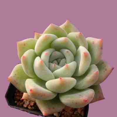 Echeveria Laura