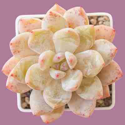 Echeveria laui care