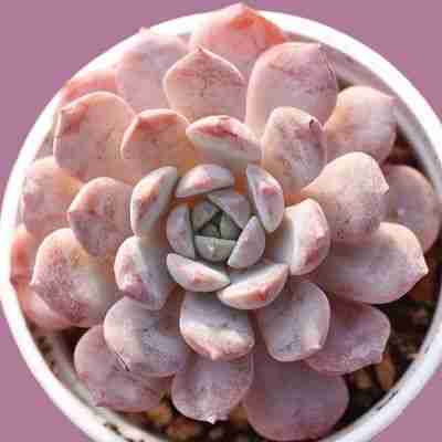 Echeveria Raffine