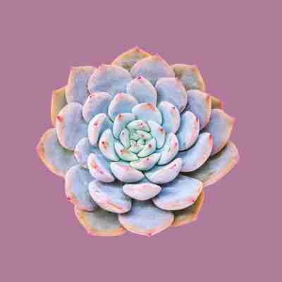 Echeveria Red Powder