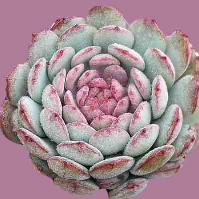 Echeveria Robin