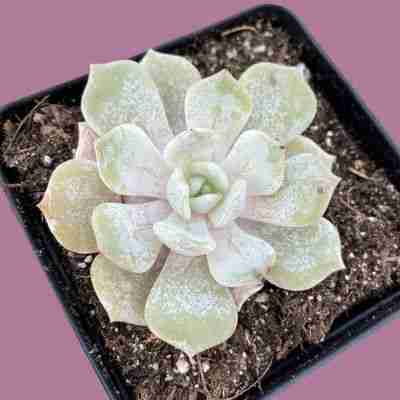 Echeveria Snow Shower