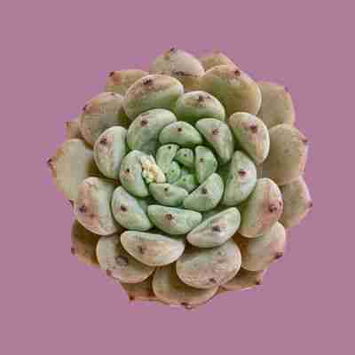 Echeveria Viyant