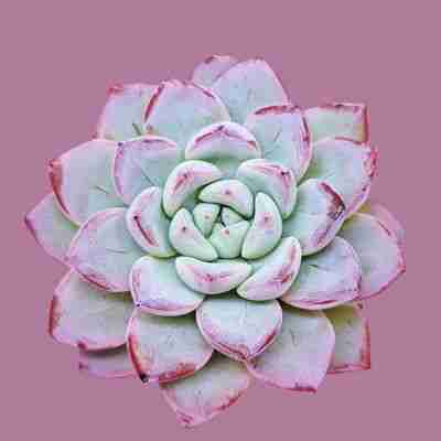 Echeveria Werther