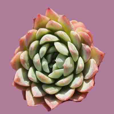 Echeveria White Curry