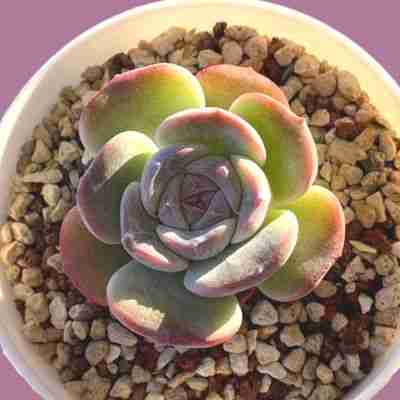 Echeveria White Lily