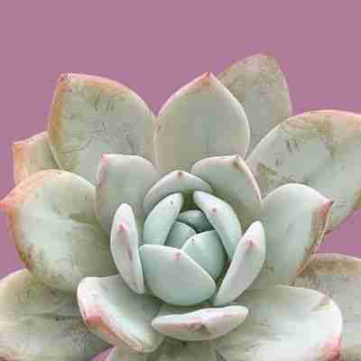 Echeveria laui x Echeveria Blue Bird