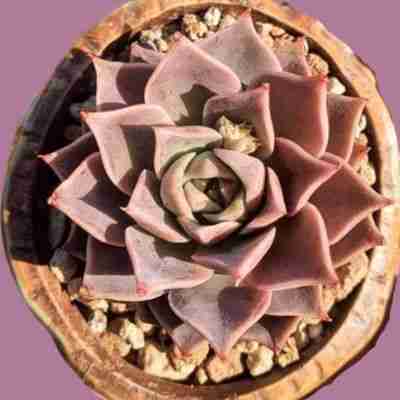 Echeveria Rutina