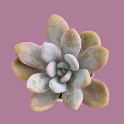 Graptoveria Lala