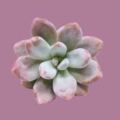 Graptoveria Swan