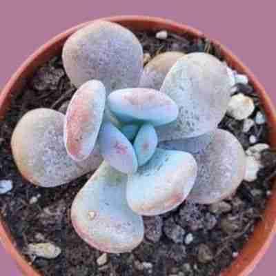 Pachyveria Laon