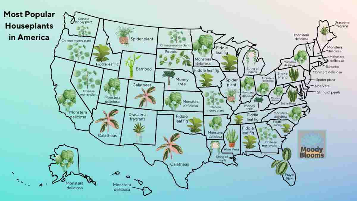 Most Popular Houseplants in America Moody Blooms