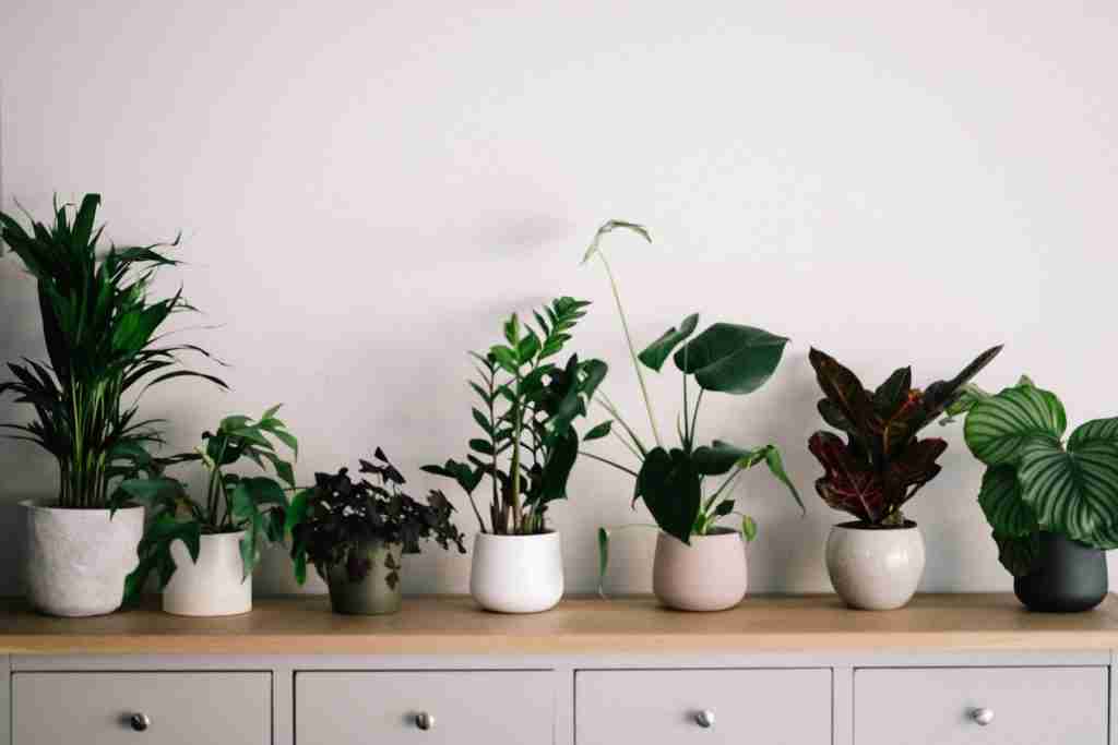 Creating a Tropical Haven: Care and Maintenance of Indoor Plants