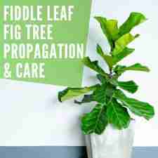 Fiddle Leaf Fig Care