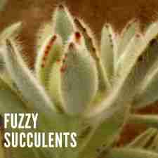 Fuzzy Succulents