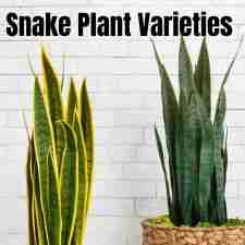 Snake Plant Varieties