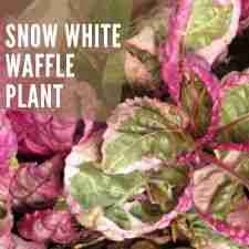 Snow White Waffle Plant