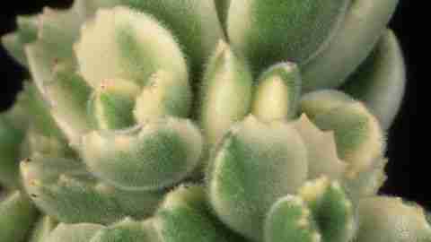 Cotyledon tomentosa variegata