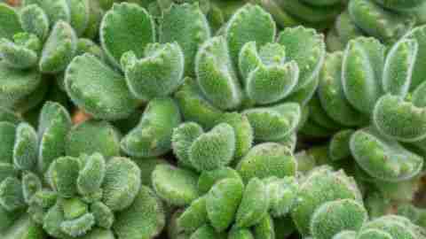 Bear Paw Succulent Care (Cotyledon tomentosa)