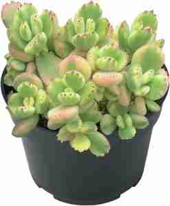 Bear’s Paws | Cotyledon Tomentosa Variegated