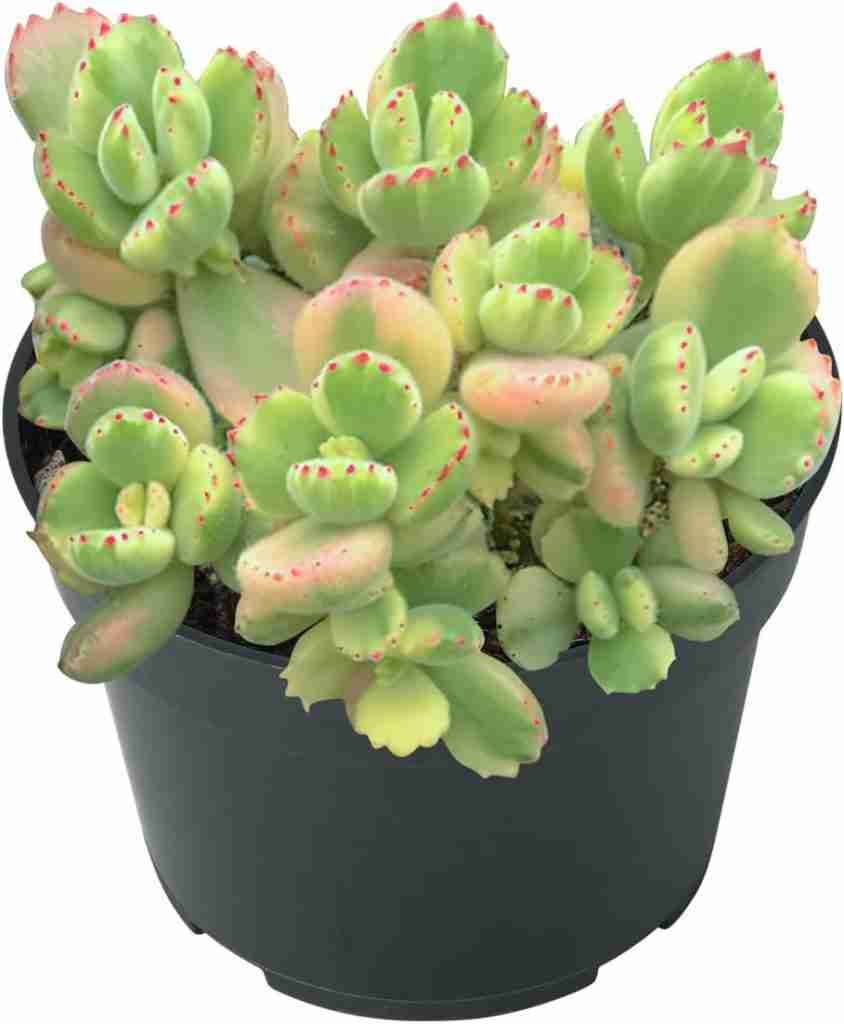 Bärentatzenpflanze 'Green Footprint' – Sukkulente Im 12cm Topf – Ca. 15cm Hoch