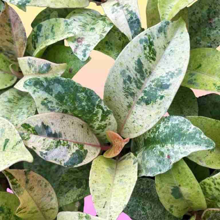 Rubber Plant Varieties (Ficus elastica Types) - Moody Blooms