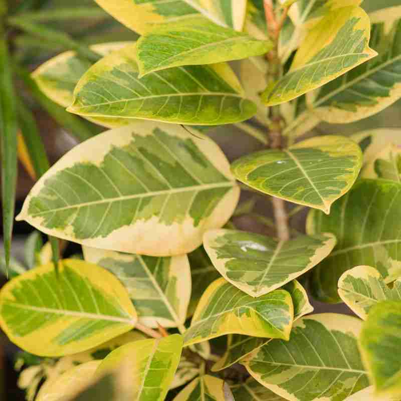 Ficus altissima