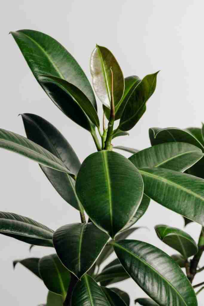 Rubber Plant Varieties