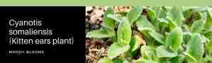 Cyanotis somaliensis (Kitten ears plant)
