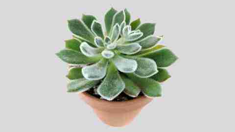 Echeveria ‘Doris Taylor’ (Woolly rose)