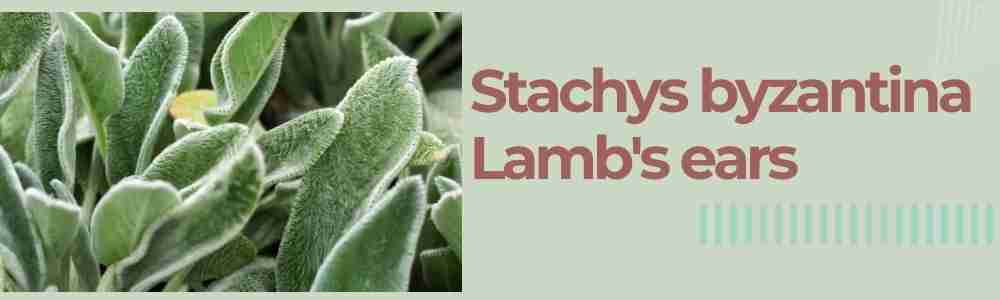 Stachys byzantina Lamb's ears