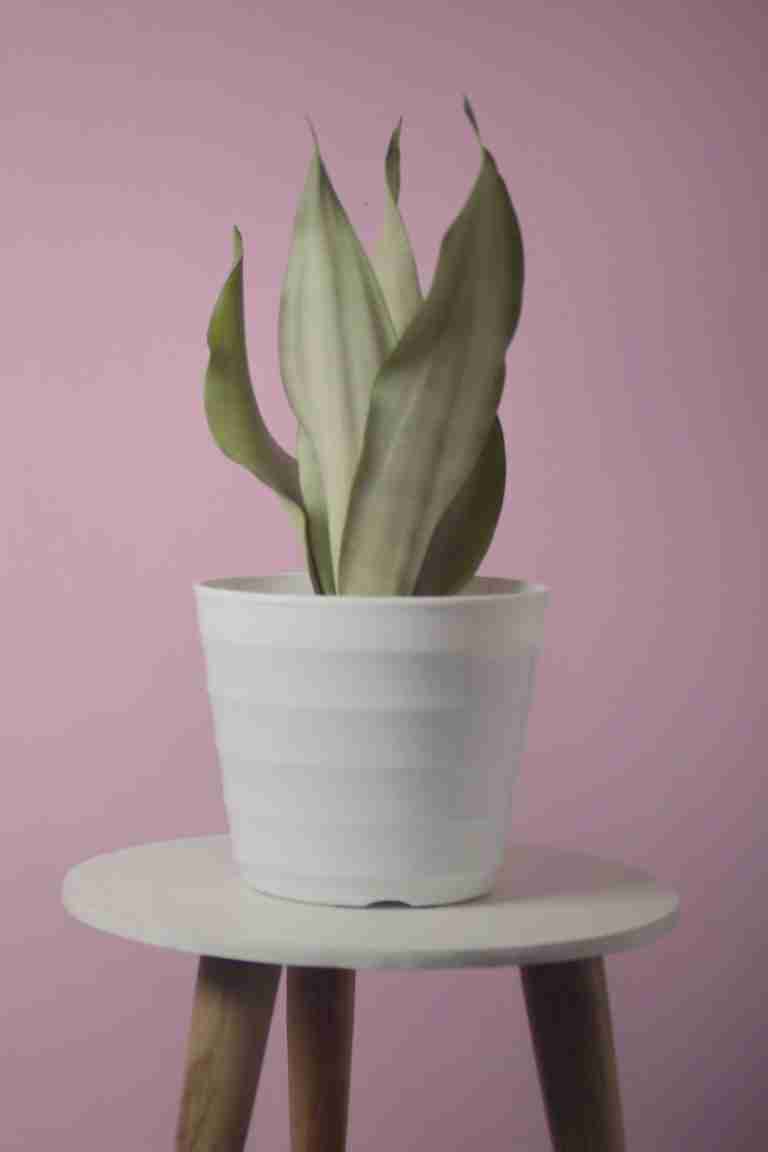 Sansevieria Moonshine