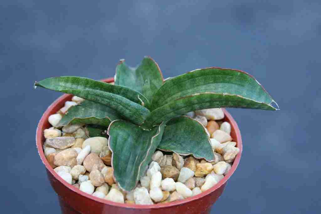 Sansevieria Patens