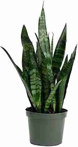 Sansevieria Zeylanica