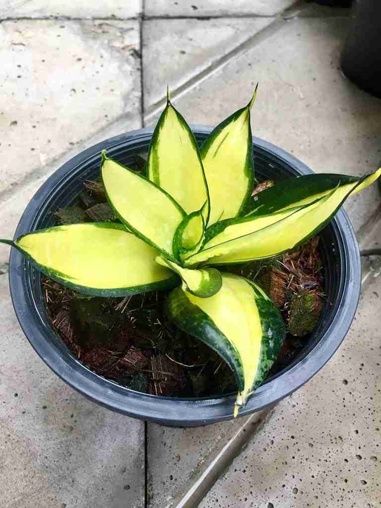 Sansevieria trifasciata Hahnii Solid Gold dwarf