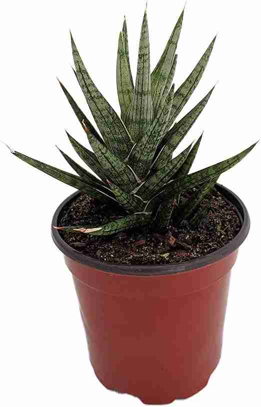 Serpentine Francisii Snake Plant