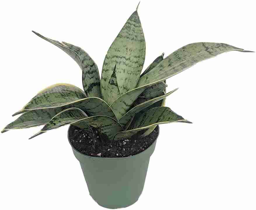 Starlite Snake Plant